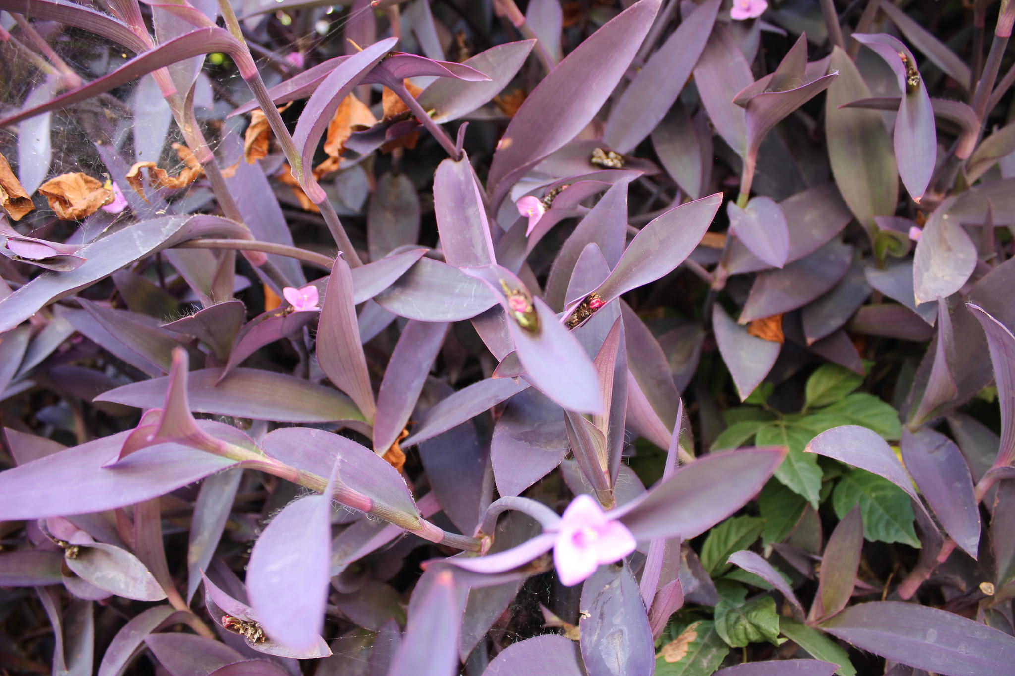 Tradescantia purpurea